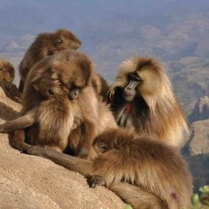National Geographic Wild : «Destination Wild Afrique» dimanche 7 juin dès 17h00