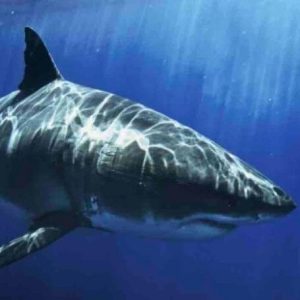 National Geographic Wild : à la rencontre des espèces de requins les plus rares et les plus dangereuses avec le «Shark Festival» dès le 1er juillet