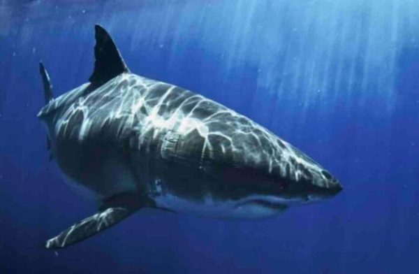 National Geographic Wild : à la rencontre des espèces de requins les plus rares et les plus dangereuses avec le «Shark Festival» dès le 1er juillet
