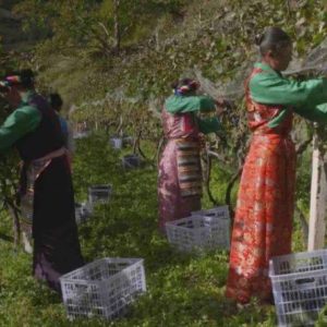 ARTE : la saison 2 de la série documentaire «Des vignes et des hommes» à partir du 31 août 2020