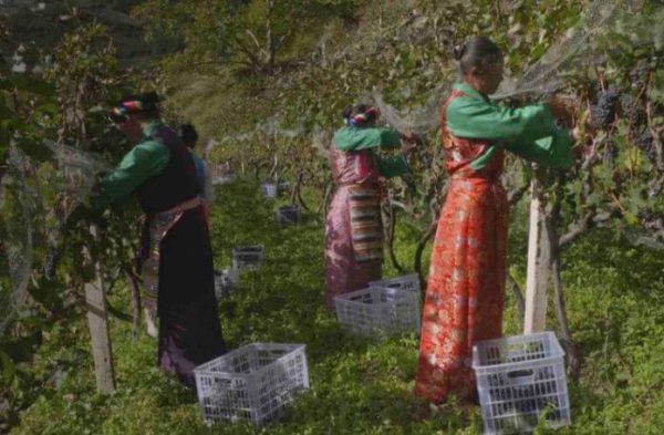 ARTE : la saison 2 de la série documentaire «Des vignes et des hommes» à partir du 31 août 2020