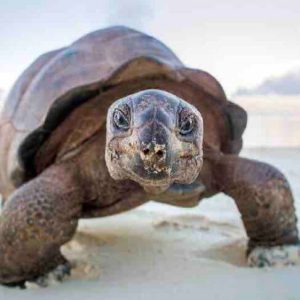 BBC Studios prévend la série documentaire «A Perfect Planet» dans le monde