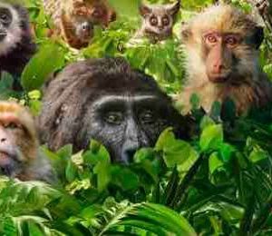 France 2 : le documentaire inédit «Primates, la force du clan» samedi 17 octobre à 21h05