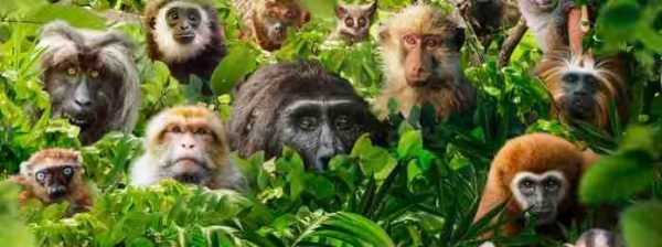 France 2 : le documentaire inédit «Primates, la force du clan» samedi 17 octobre à 21h05