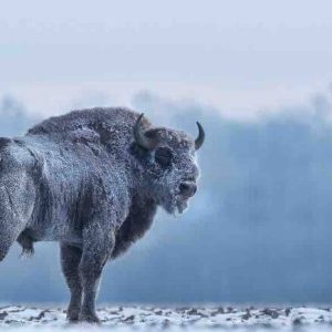 France tv distribution: lancement du documentaire «L’odyssée du grand bison d’Europe»