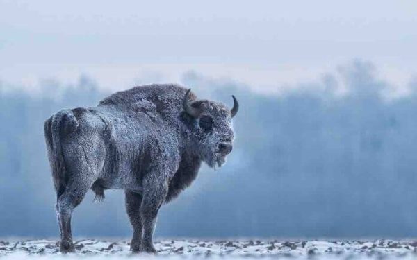 France tv distribution: lancement du documentaire «L’odyssée du grand bison d’Europe»