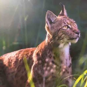 GEDEON Programmes: début du montage du «Lynx»