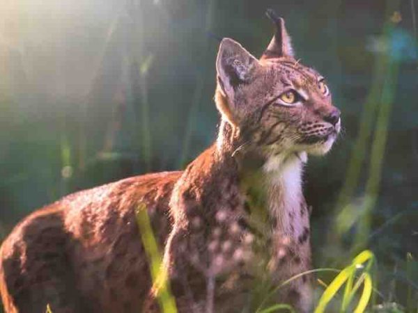 GEDEON Programmes: début du montage du «Lynx»