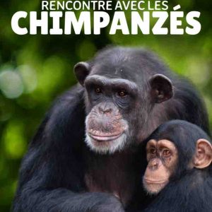 La série documentaire National Geographic «Rencontre avec les Chimpanzés» dès le 16 octobre sur Disney+