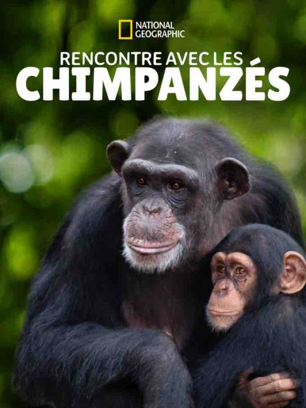 La série documentaire National Geographic «Rencontre avec les Chimpanzés» dès le 16 octobre sur Disney+