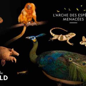 National Geographic Wild: «L’Arche des espèces menacées» revient le mercredi 9 décembre à partir de 20h45