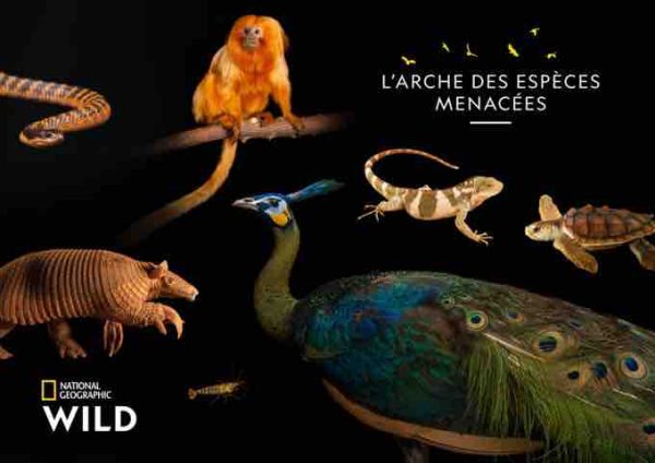 National Geographic Wild: «L’Arche des espèces menacées» revient le mercredi 9 décembre à partir de 20h45