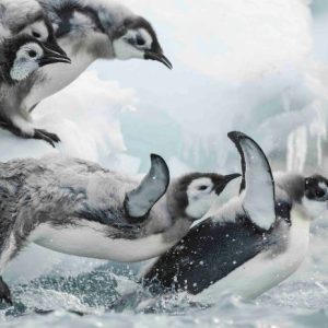ARTE : le documentaire de Jérôme Bouvier «Antarctica, sur les traces de l’empereur» sur arte.tv