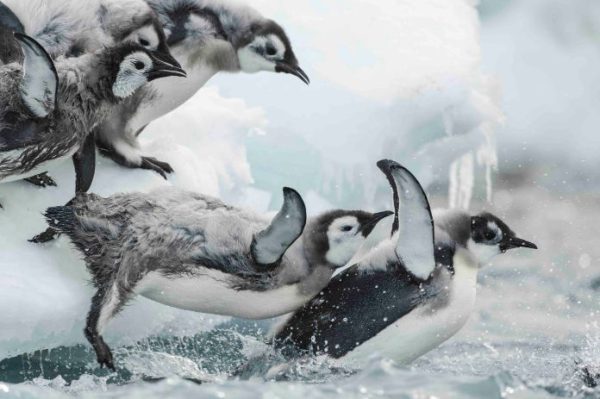 ARTE : le documentaire de Jérôme Bouvier «Antarctica, sur les traces de l’empereur» sur arte.tv