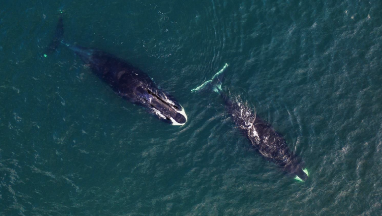 Discovery Family : la série documentaire «A la Recherche des Géants des Mers» vendredi 19 février