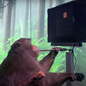 Neuralink : un singe joue au jeu vidéo avec le pouvoir de son cerveau
