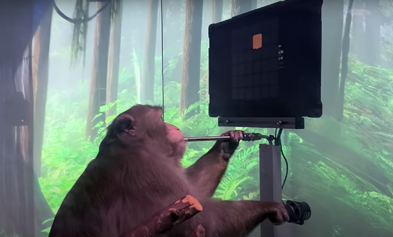 Neuralink : un singe joue au jeu vidéo avec le pouvoir de son cerveau