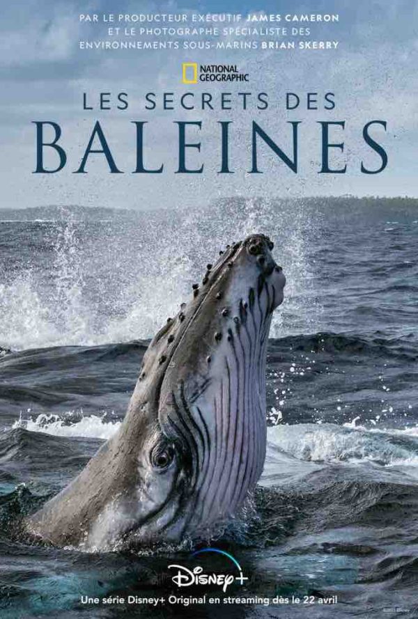 Disney+ : la nouvelle série documentaire National Geographic «Les secrets des baleines» dès le jeudi 22 avril