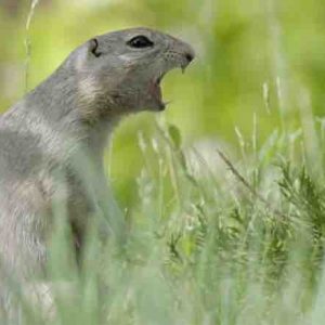 «A l’écoute de la nature» en compétition à l’Academia Film Olomouc