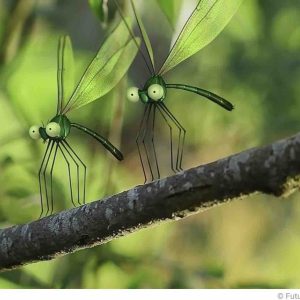 ARTE : la série documentaire «Les parcs naturels... en Minuscule» de retour pour une saison 2 les 14 et 15 juin 2021