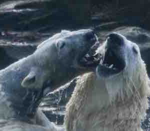France 4 / «Une saison au zoo» : nouvelle saison, nouvel horaire