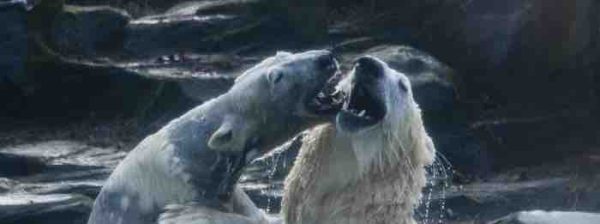 France 4 / «Une saison au zoo» : nouvelle saison, nouvel horaire