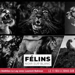 Ushuaïa TV – le documentaire «Félins, noir sur blanc» mardi 11 mai à 20h45