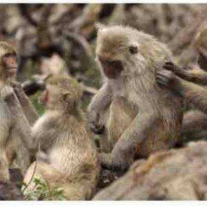 ARTE GEIE et les Productions Rotating Planet lancent la nouvelle série documentaire «Les réseaux sociaux des animaux»