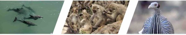 ARTE GEIE et les Productions Rotating Planet lancent la nouvelle série documentaire «Les réseaux sociaux des animaux»