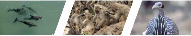 ARTE GEIE et les Productions Rotating Planet lancent la nouvelle série documentaire «Les réseaux sociaux des animaux»