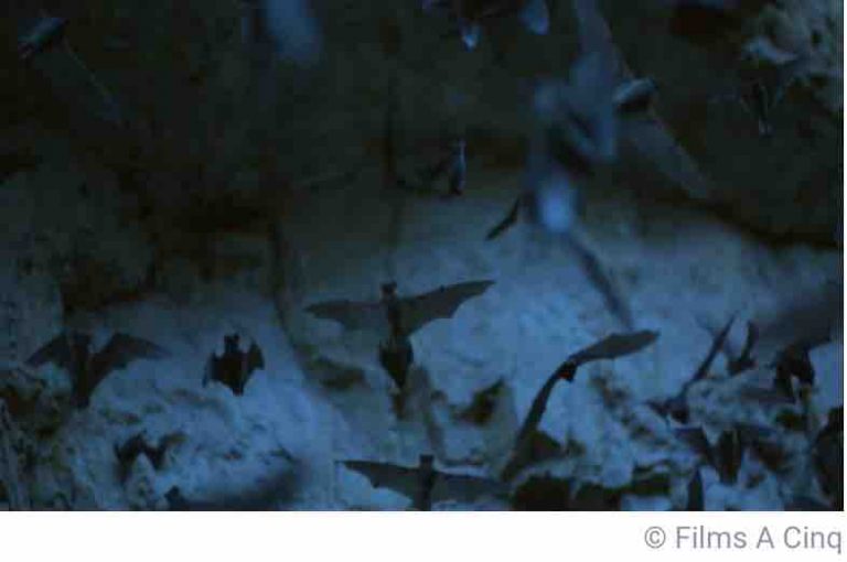 ARTE : la nouvelle enquête scientifique «Chauve-souris, alliée ou ennemie ?» samedi 6 novembre 2021 à 22h20