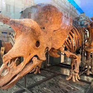 GEDEON Programmes: «Jurassik Cash» en production