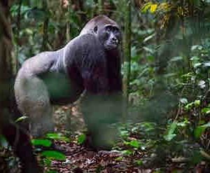 GEDEON Programmes: le documentaire «Des forêts et des Hommes» en montage
