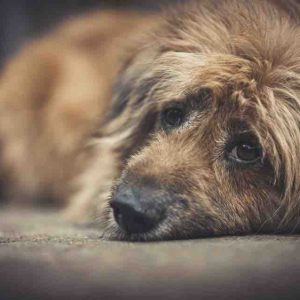 Un appareil encore expérimental pour atténuer la solitude des chiens laissés seuls à la maison