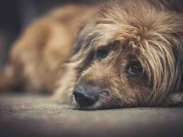 Un appareil encore expérimental pour atténuer la solitude des chiens laissés seuls à la maison