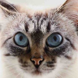 C8 : le documentaire inédit «Heureux comme un chat» présenté par Bernard Weber samedi 11 décembre à 22h30