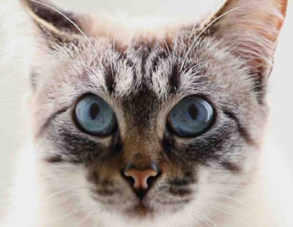 C8 : le documentaire inédit «Heureux comme un chat» présenté par Bernard Weber samedi 11 décembre à 22h30