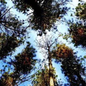 Un consortium veut permettre aux entreprises de mesurer l’empreinte environnementale du numérique
