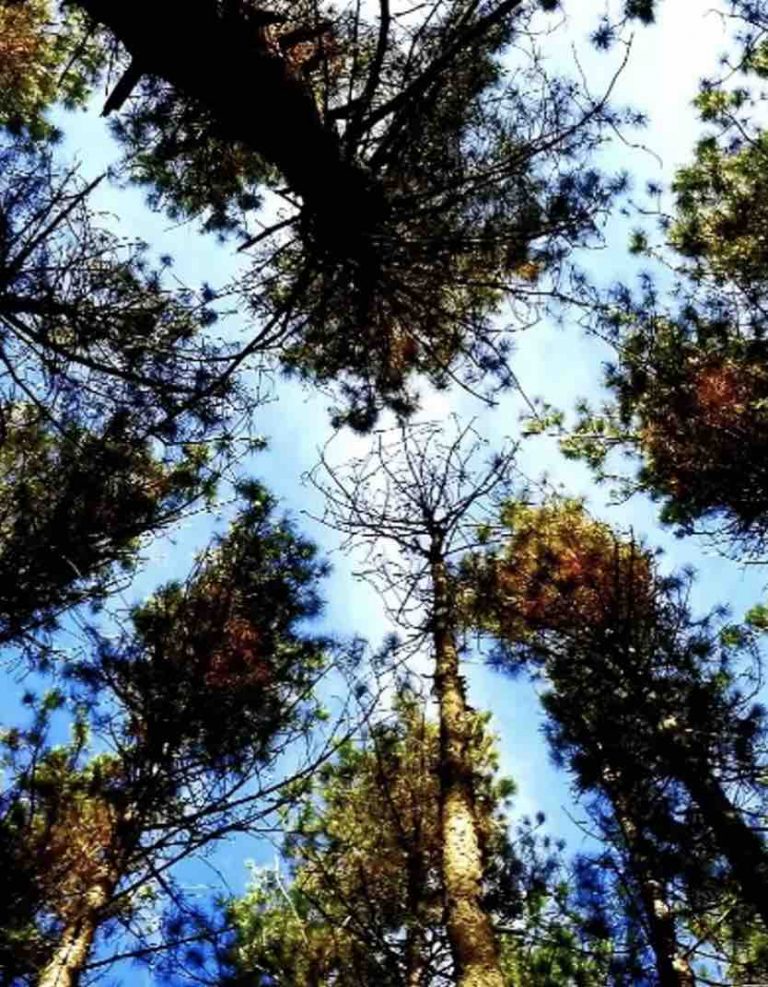 Un consortium veut permettre aux entreprises de mesurer l’empreinte environnementale du numérique