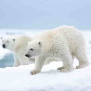 Disney+ célèbrera la Journée de la Terre 2022 avec le lancement le 22 avril du documentaire inédit «Polar Bear»