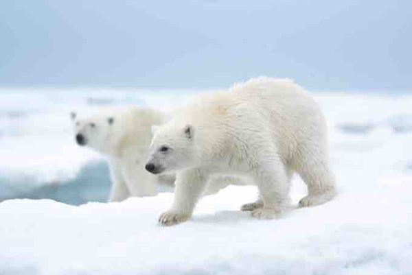 Disney+ célèbrera la Journée de la Terre 2022 avec le lancement le 22 avril du documentaire inédit «Polar Bear»