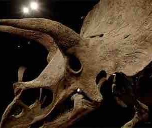 Gedeon Media Group/ CANAL+ : le documentaire «Jurassic Cash» en montage pour Canal+Docs