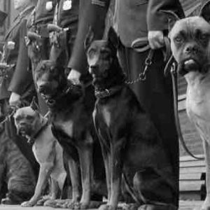 HISTOIRE TV : le documentaire inédit «Bêtes de guerre» mardi 1er février à 20h50