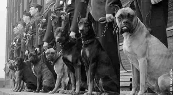 HISTOIRE TV : le documentaire inédit «Bêtes de guerre» mardi 1er février à 20h50