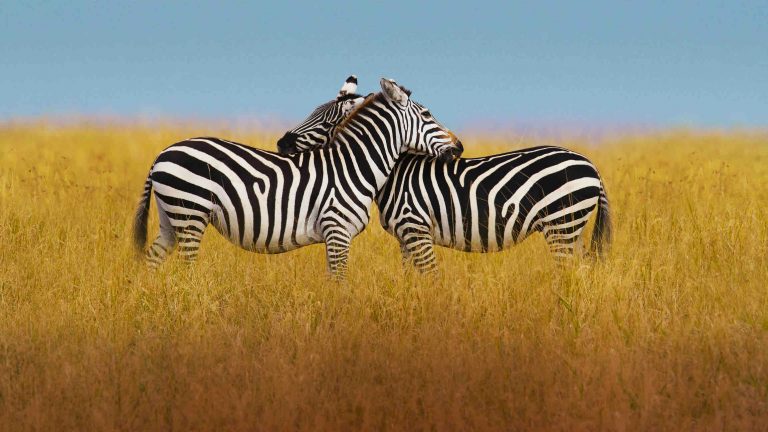 France 2 : soirée événement «Planète animale, les jeux de l’amour» mardi 8 février