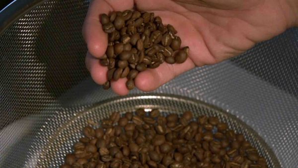 France Télévisions : le documentaire «Café calédonien, l’alchimie d’un pays» sur France 3 et La1ere.fr le lundi 28 février