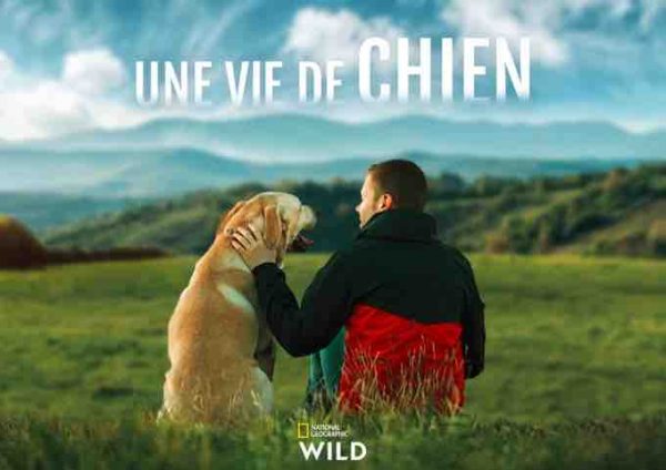 National Geographic Wild : le meilleur ami de l’homme mis à l’honneur avec la série «Une vie de chien» dès le 4 mars