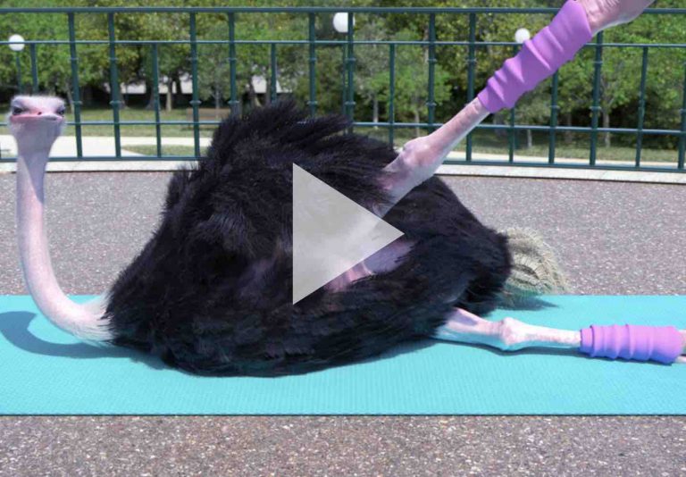 ARTE : la série courte d’animation «Athleticus» signée Nicolas Deveaux revient dès 4 avril