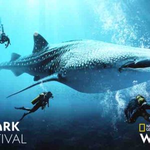 National Geographic Wild lance son «Shark Festival» dès le 4 mai