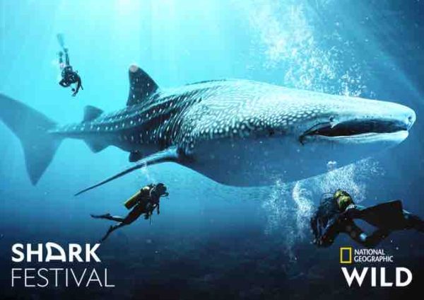 National Geographic Wild lance son «Shark Festival» dès le 4 mai